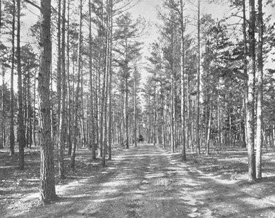 قم بالقيادة في Piney Woods Park ، ليكوود ، نيو جيرسي ، الولايات المتحدة الأمريكية ، c1900. بواسطة غير معروف