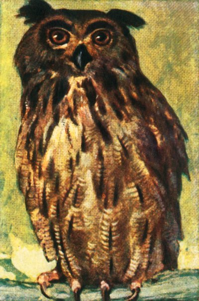 بومة النسر ، c1928. بواسطة غير معروف