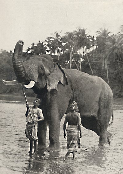 فيل في Mahavaliganga ، 1926 بواسطة غير معروف