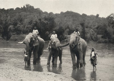 الفيلة في حمام Mahaaliganga ، 1926 بواسطة غير معروف