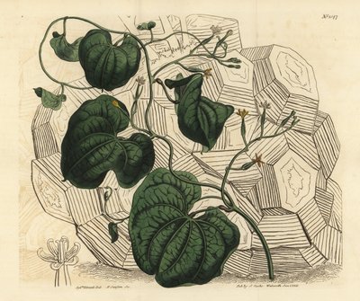 قدم الفيل ، الفيل Dioscorea (أنثى الرأس بريوني ، Tamus elephantipes faemina) بواسطة غير معروف