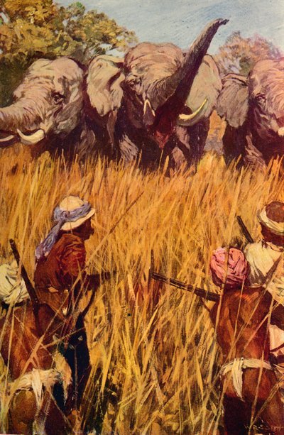 الفيلة في تشيس ، c1850 c1912 بواسطة غير معروف