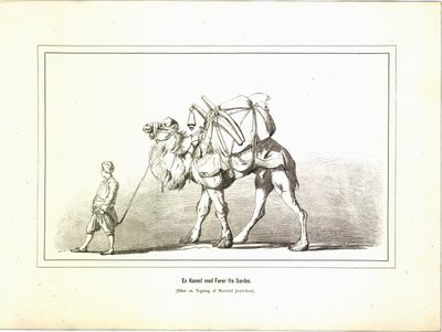 جمل مع زعيم من ساردس. رسم توضيحي مأخوذ من كتاب صور سفر متنوعة من تأليف جيريكاو بومان وإليزابيث ونشرته Forlagsbureauet (كوبنهاغن ، 1881) بواسطة غير معروف