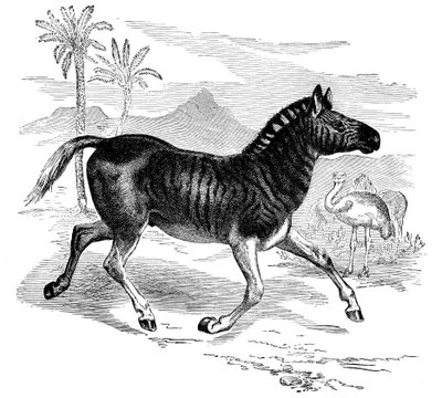 نقش كواجا ، 1884 بواسطة غير معروف