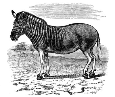 نقش كواجا ، 1893 بواسطة غير معروف