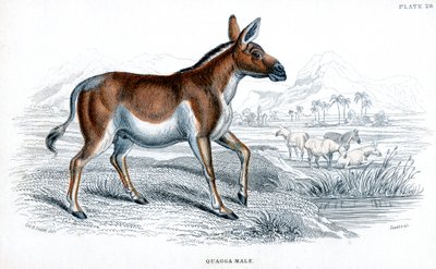 نقش كواجا ، c1830 بواسطة غير معروف