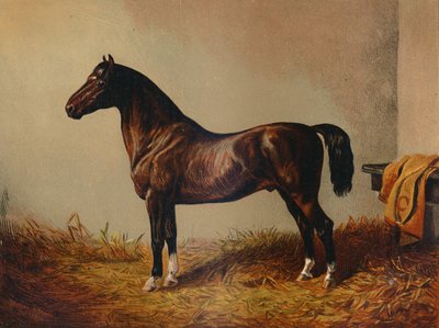Pony Hack Don Carlos بالكامل ، c1897. بواسطة غير معروف