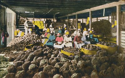 Esfakis - Sponge Packing House - Nassau، Bahamas، c1930s. بواسطة غير معروف