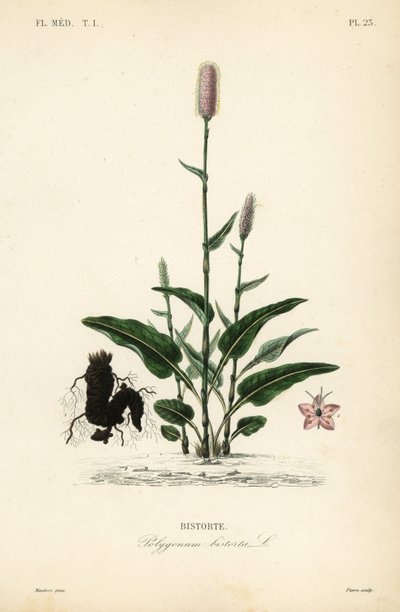 البيستورت الأوروبي أو snakeroot ، Persicaria bistorta ، Polygonum bistorta ، Bistorte بواسطة غير معروف
