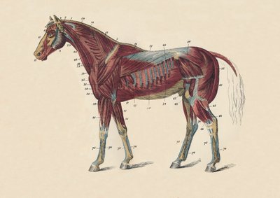 العضلات الخارجية وأوتار هيئة الخيول ، c1879. بواسطة غير معروف