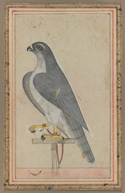 فالكون ، ج. 1770. بواسطة غير معروف