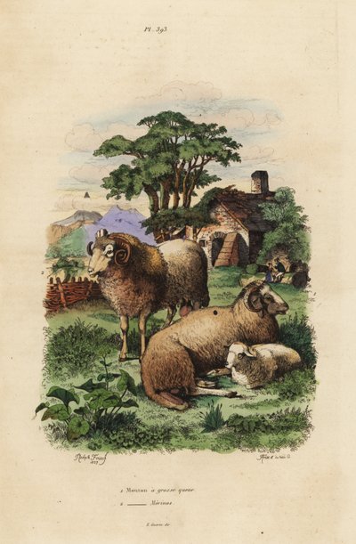 الأغنام ذات الذيل الدهني ، Ovis الحمل 1 ، والأغنام Merino ، Ovis برج الحمل 2 بواسطة غير معروف
