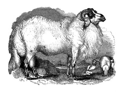 خروف ذو ذيل سمين 1848 بواسطة غير معروف