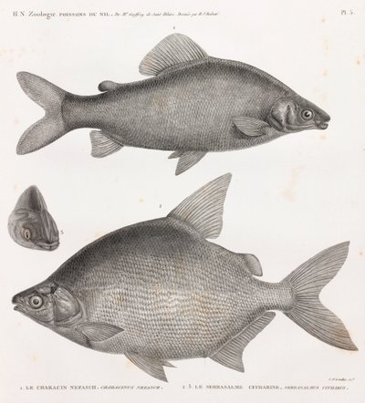 الأسماك: The Characin Nefasch و The Serrasalme Citharine بواسطة غير معروف