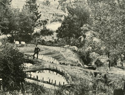 أسماك البرك ، إرسيلدون ، بالقرب من بالارات ، 1901. بواسطة غير معروف