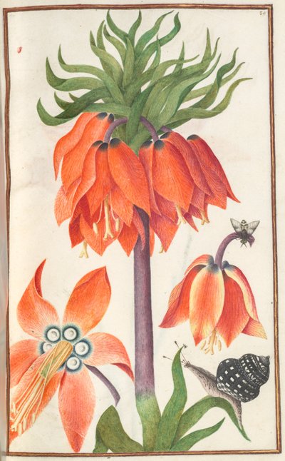 Florilegium: الصفحة 19 المستطيل البرتقالي fritillaria الإمبريالية التاج الإمبراطوري ، 1608. بواسطة غير معروف