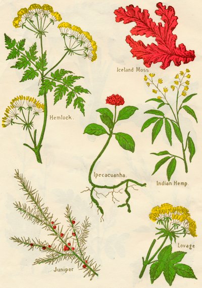 الزهور: Hemlock، Iceland Moss، Ipecacuanha، Indian Hemp، Juniper، Lovage، c1940 بواسطة غير معروف