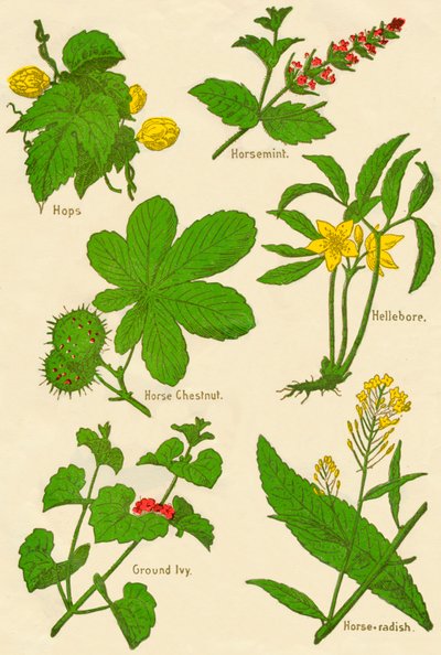 الزهور: القفزات ، الحصان ، كستناء الحصان ، Hellebore ، اللبلاب الأرضي ، فجل الحصان ، c1940 بواسطة غير معروف
