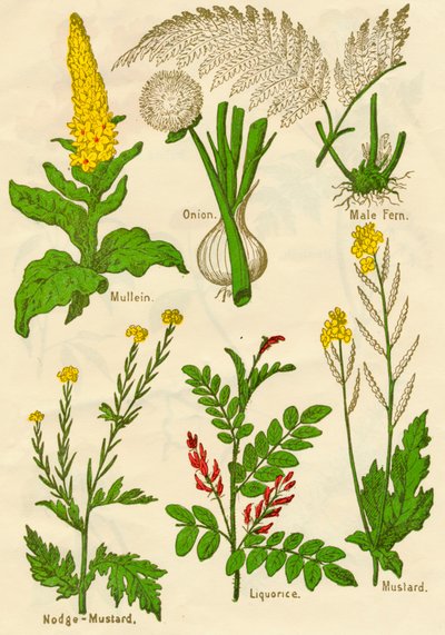 الزهور: Mullein ، Onion ، Male Fern ، Nodge-Mustard ، Liquorice ، Mustard ، c1940 بواسطة غير معروف