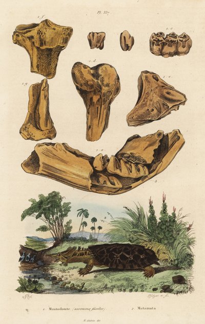 عظام أحفورية لحيوان أمريكي منقرض ، Mammut americanum 1 ، و mata mata ، Chelus fimbriata 2 بواسطة غير معروف