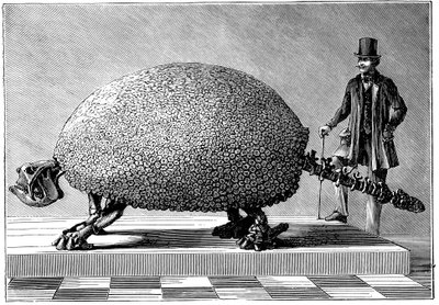 أحفورة أرماديلو عملاقة من أمريكا الجنوبية ، c1890 بواسطة غير معروف