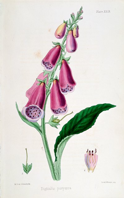 Foxglove Digitalis purpurea ، القرن التاسع عشر. بواسطة غير معروف