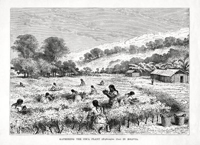 جمع نبات كوكا Erythroxylum coca في بوليفيا ، 1877 بواسطة غير معروف