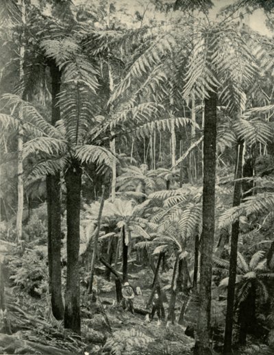 السرخس العملاقة في Gembrook ، 1901. بواسطة غير معروف