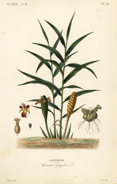 الزنجبيل أو جذر الزنجبيل ، Zingiber officinale ، Amomum zingiber ، Gingembre بواسطة غير معروف