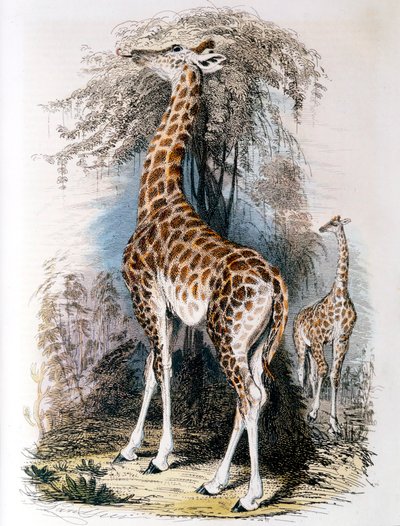 تصفح الزرافة على شجرة ، 1836 بواسطة غير معروف