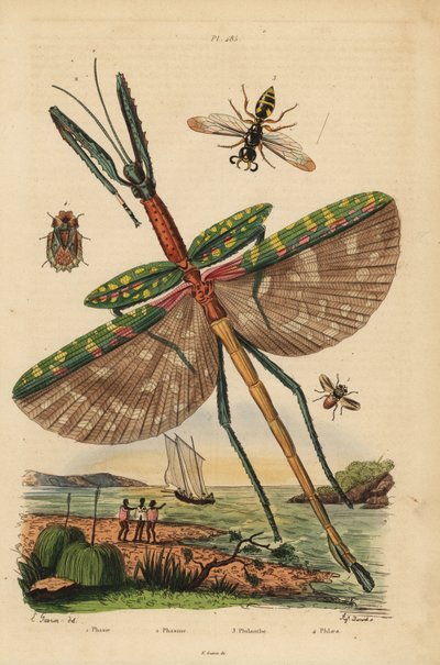 حشرة العصا جالوت ، جليات Eurycnema ، ذبابة ، أنواع Phasia ، دبور قاتل النحل ، مثلث Philanthus ، بق اللحاء ، Phloea corticata بواسطة غير معروف