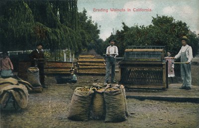 درجات الجوز في كاليفورنيا ، c1910s. بواسطة غير معروف