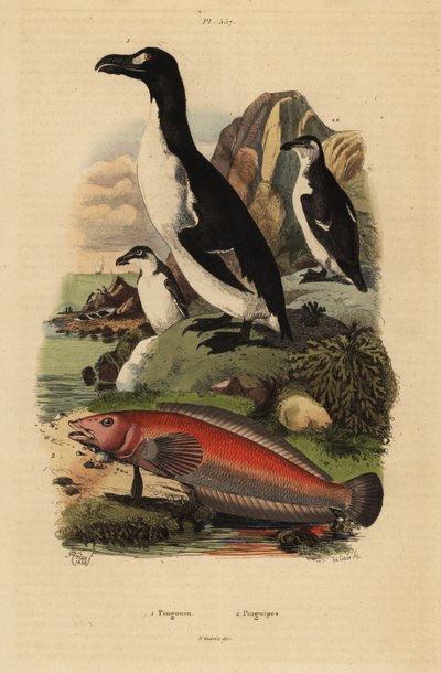 عظيم auk ، Pinguinus impennis 1 ، exctinct ، والرمل البرازيلي ، Pinguipes brasilianus 2 بواسطة غير معروف