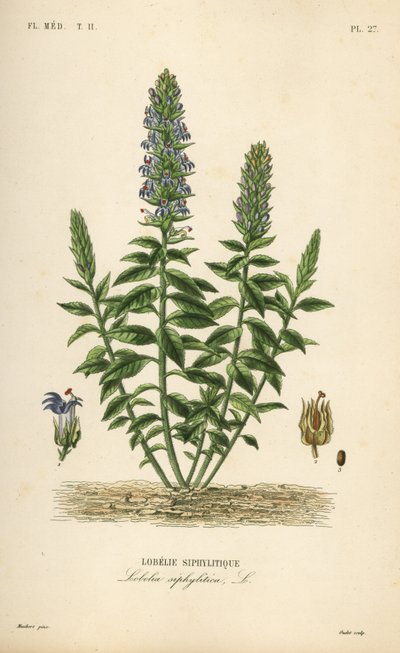 اللوبيليا الزرقاء العظيمة ، اللوبيليا siphilitica ، Lobelia siphylitica ، Lobelie siphylitique بواسطة غير معروف
