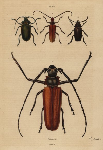 خنفساء كبيرة طويلة القرون ، أساور Enoplocerus 1 ، 2 Aegosoma scabricorne ، تجذب البيرودات 3 و 4 Prionus desmaretii بواسطة غير معروف