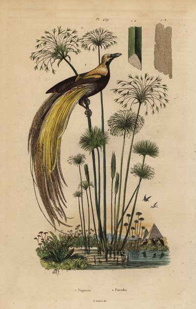 أكبر طيور الجنة ، الجنة Apoda ، وعشب البردي ، Cyperus Papyrus بواسطة غير معروف