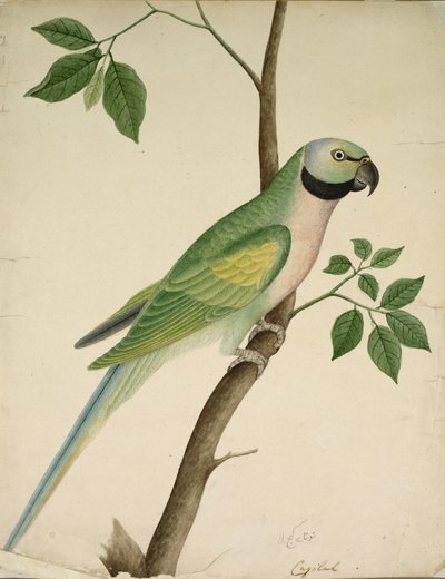 الببغاء الأخضر ، ج. 1820. بواسطة غير معروف