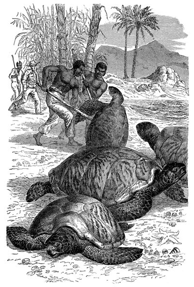 السلاحف الخضراء تم القبض عليها من قبل الصيادين ، 1884 بواسطة غير معروف
