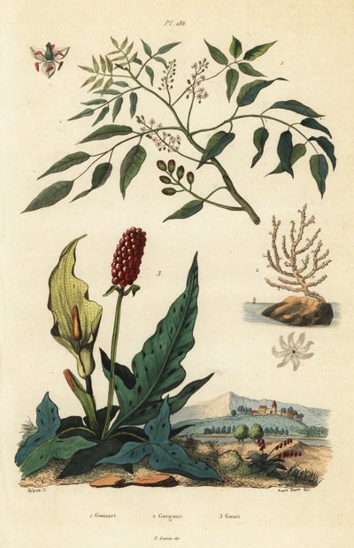 Gumbo-limbo، Bursera simaruba 1، broad sea fan or warty gorgonian، Eunicella verrucosa 2، and cuckoopint، Arum maculatum 3، Gomart، Gorgone، Gouet بواسطة غير معروف
