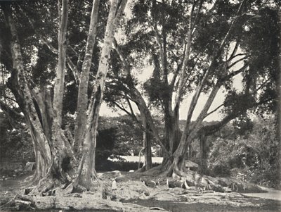 Gummibaume Ficus Elastica ، 1926 بواسطة غير معروف