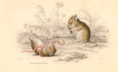 حصاد الفأر Micromys minutus من العالم القديم ، 1828 بواسطة غير معروف