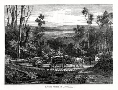 سحب الأخشاب ، أستراليا ، 1877 بواسطة غير معروف