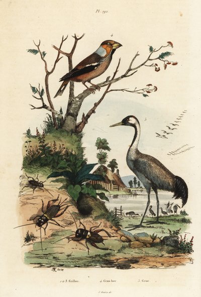 Hawfinch، Coccothraustes coccothraustes 2، Common crane، Grus grus 3، and crickets، Gryllus campestris 1 بواسطة غير معروف