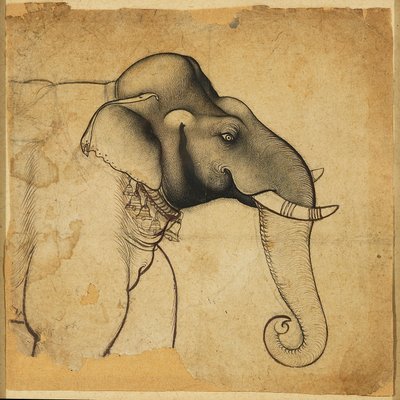 رأس فيل ، 1700-1710 بواسطة غير معروف