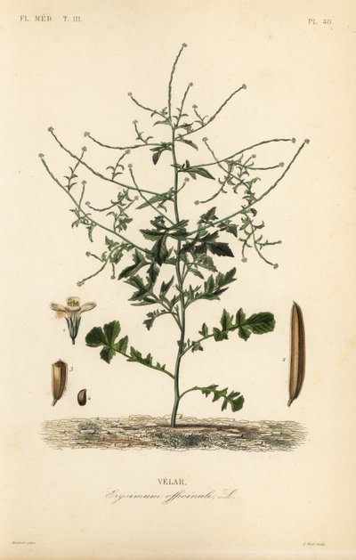 خردل السياج ، Sisymbrium officinale ، Erysimum officinale ، Velar بواسطة غير معروف