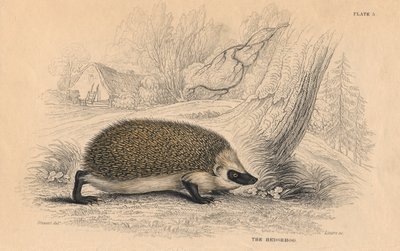 القنفذ Erinaceus europeas، 1828 بواسطة غير معروف