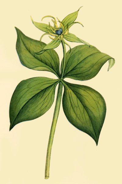 "Herb Paris" ، أواخر القرن الثامن عشر وأوائل القرن التاسع عشر ، 1944. بواسطة غير معروف