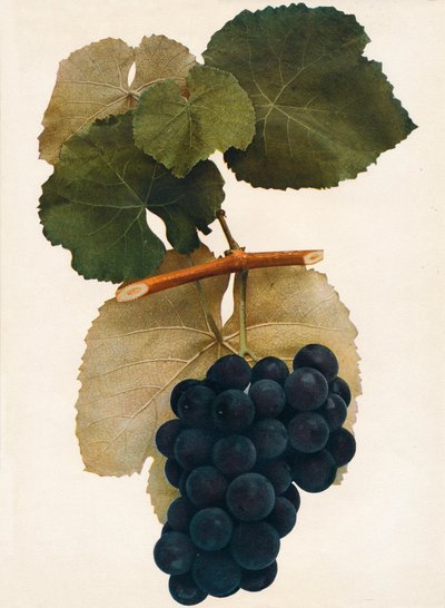 هربرت ، 1908. بواسطة غير معروف