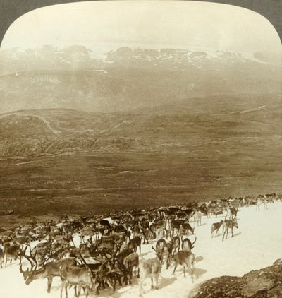 قطيع الرنة في البراري الشمالية ، والمرتفعات الثلجية من نهر هاردنجر الجليدي ، النرويج ، c1905. بواسطة غير معروف