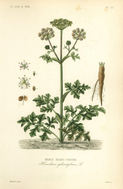 Hogweed أو جزر أبيض ، Heracleum sphondylium ، berce branc-ursine بواسطة غير معروف
